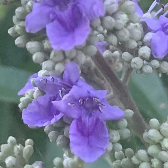 ๐บ๐ธMy Garden๐บ๐ธMy Babies๐บ๐ธ - Picture 5 of 16